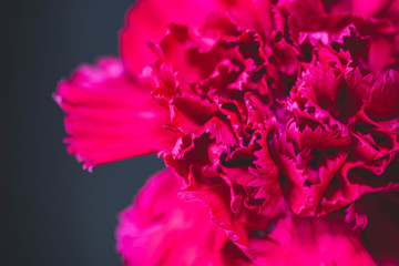 Red carnation flower in bloom
