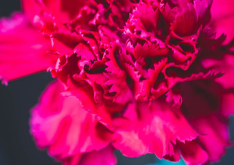 Red carnation flower in full bloom
