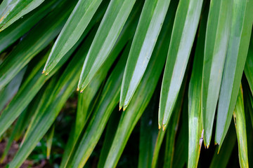 Obraz premium Tree leaf Green Texture Background 