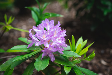 Violet Purple flowers: Common Rhododendron or Pontic Rhododendron (Rhododendron Ponticum)