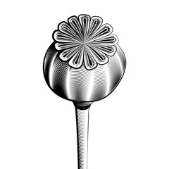 Poppy head