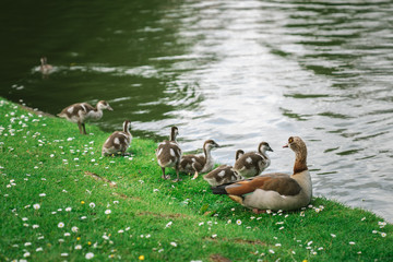 Mother Egyptian Goose with her goslings in a park in Brussels Belgium