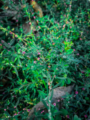 flowers in the garden