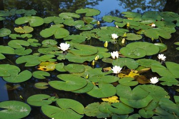 flowers on the water lilies and green leaves round view