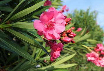 flowering large pink flowers in summer on a Sunny day in Greece macro photo