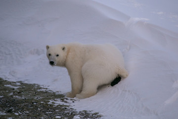 Niedźwiedź polarny, południowy Spitsbergen © blackspeed