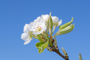 Pear blossom in the sunshine, in the spring time.