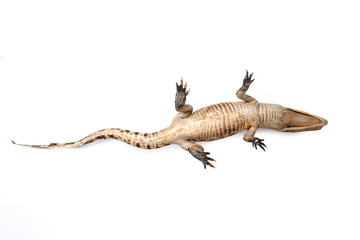 Bottom view.Mock up Baby crocodile isolated on white background Clipping path