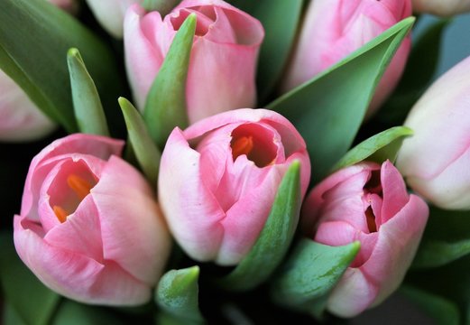pink white flowers tulips in a bouquet from a home garden greenhouse macro photo
