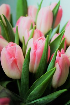 pink buds white flowers of tulips in a romantic bouquet macro photo