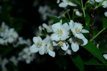 Obraz na płótnie Canvas jasmine, white flowers of a tree