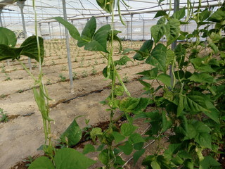 Haricot vert plant cultivated in greenhouse