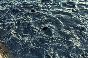 water and fish background, Black and blue color