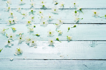 cherry flowers on old blue painted wooden table background