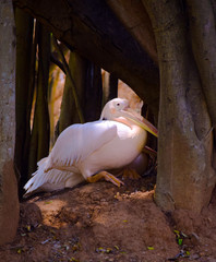 Rosy pelican under a tree cave