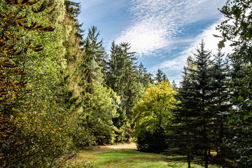 idyllic forest landscape with sky