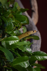 yellow snake smelling