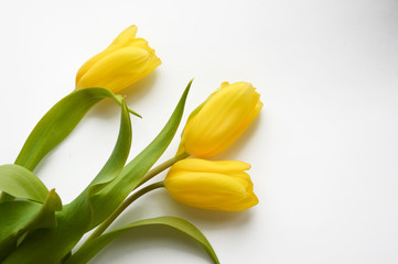 Obraz premium Yellow tulips on a white background. Bouquet of flowers.