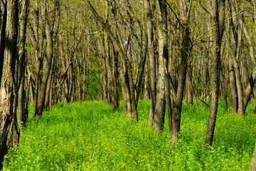 Fototapeta premium acacia tree forest, cultivated plantation at springtime