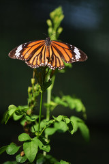 butterfly on leaf