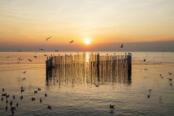 The birds and sunset in Thailand