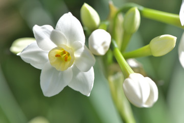緑の背景に白く美しい日本水仙