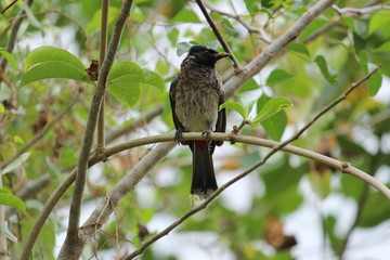 one Red Vented Bulbul bird or one bird sitting on the tree or tree branch on the morning with white background