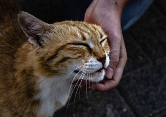 anhängliche Katze