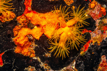 Caribbean coral garden