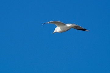 Möwe im Flug - Frei wie ein Vogel 