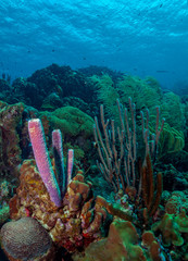 Caribbean coral garden