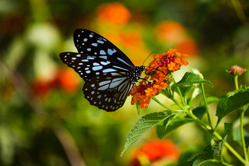 butterfly on a flower