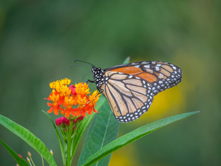 monarch butterfly,Danaus plexippus,