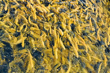 Water and fish bottom, goldfish