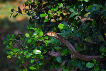 snake of the forest