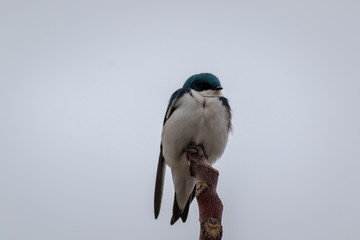 Tree Swallow, Tachycineta bicolor, a handsome aerialist with deep blue iridescent backs and clean white front against light gray sky