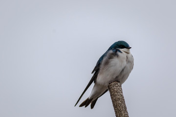 Tree Swallow, Tachycineta bicolor, a handsome aerialist with deep blue iridescent backs and clean white front against light gray sky