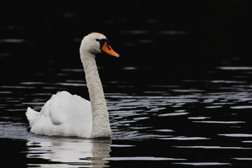 Swan on a black lake
