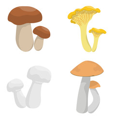 Vector set of mushrooms. Chanterelle, porcini, champignon and aspen mushroom in cartoon style isolated on white background.