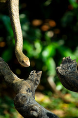 closeup of snake on tree