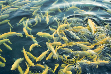 Obraz na płótnie Canvas Goldfish fish in clear water, black fish vs goldfish