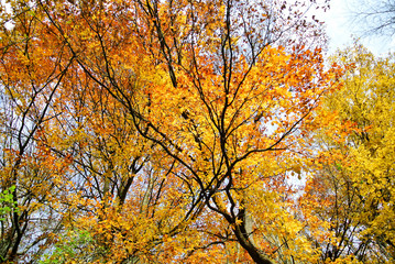 Fototapeta na wymiar forest in autumn, trees with colorful yellow, brown, red & green leaves, on mountain Kozara, in national park