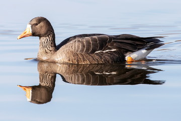 Greenland white fronted goose