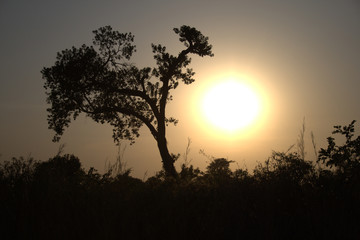 Fototapeta na wymiar Isla reserva de pájaros de Senegal