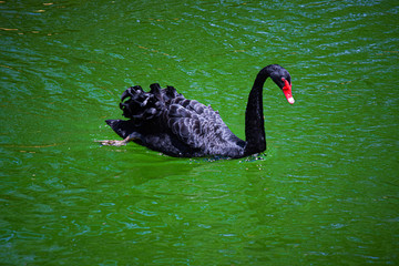 Black swan on water