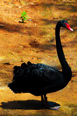 Black swan