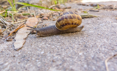 Snail in the soil