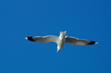 Vogel -  Möwe im Sinkflug