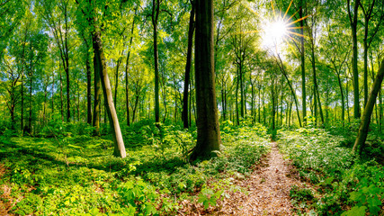 Wald in Frühling mit strahlender Sonne die durch die Bäume scheint und einem Wanderweg