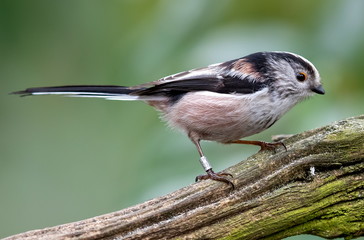 Fototapeta premium long tailed tit
